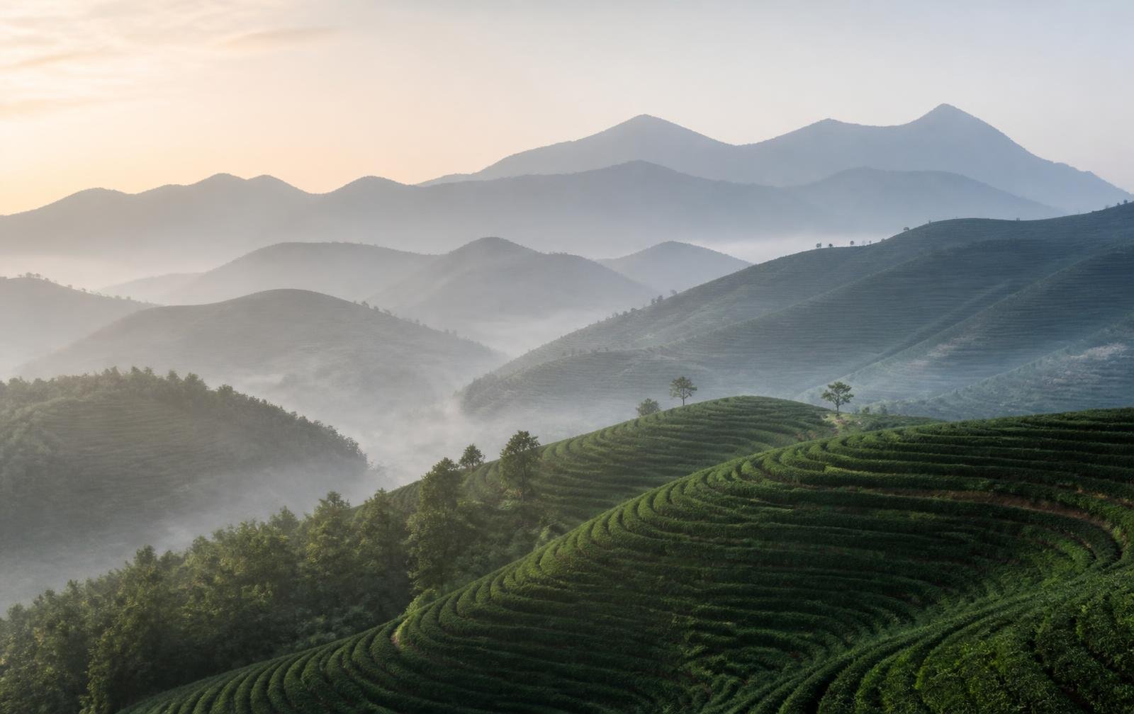 Terrazas de cultivo de té en montañas con niebla al amanecer
